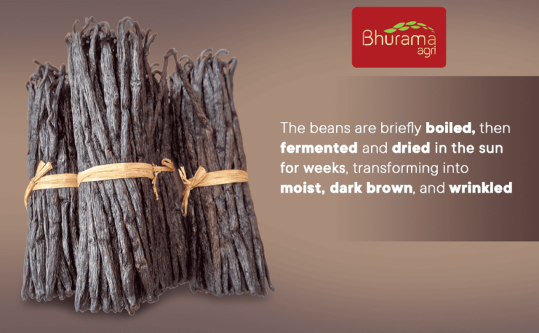 Bundle of premium Bhurama agri Grade A+ vanilla bean pods, sun-cured and tied together