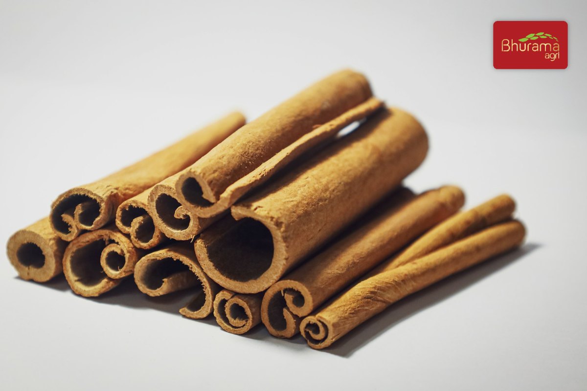 Thick, hard cassia cinnamon sticks