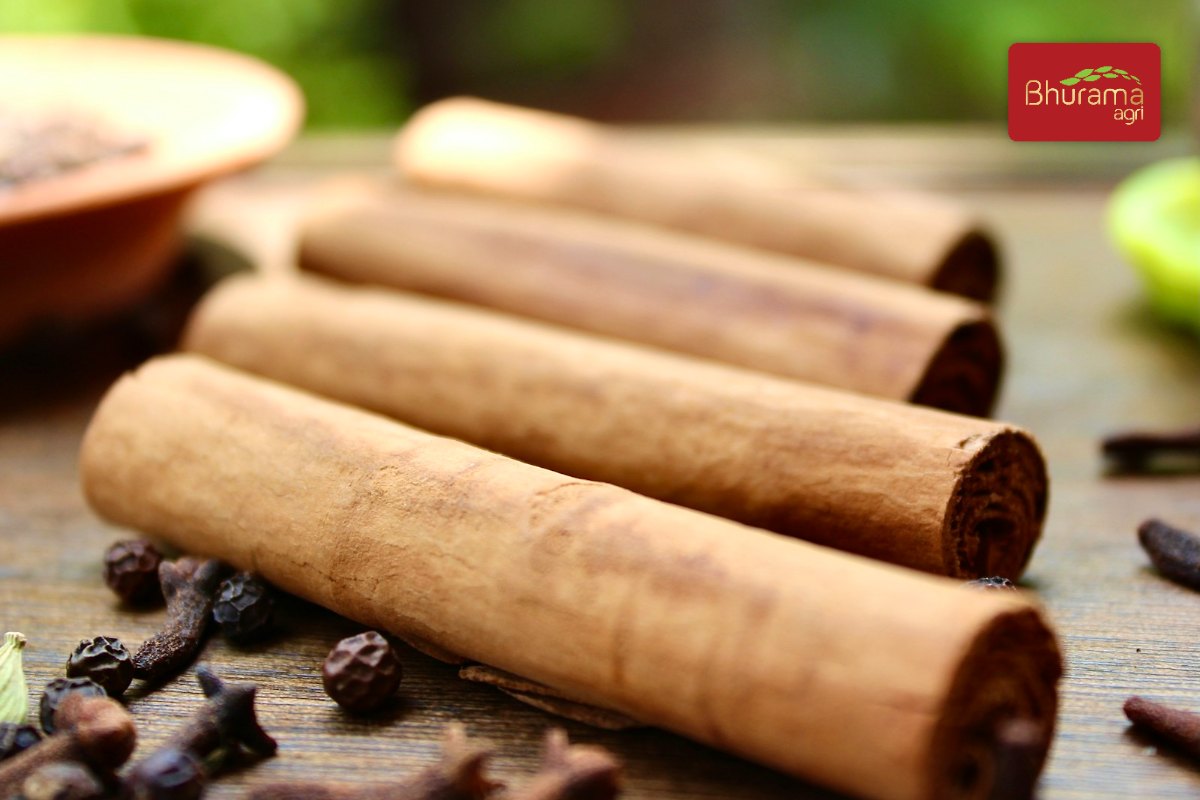 Ceylon cinnamon quills with thin, layered bark