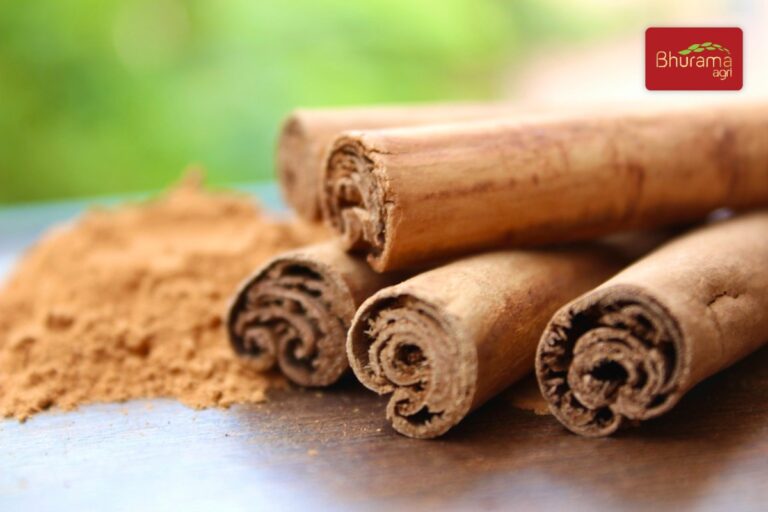 Ceylon cinnamon quills with ground cinnamon powder