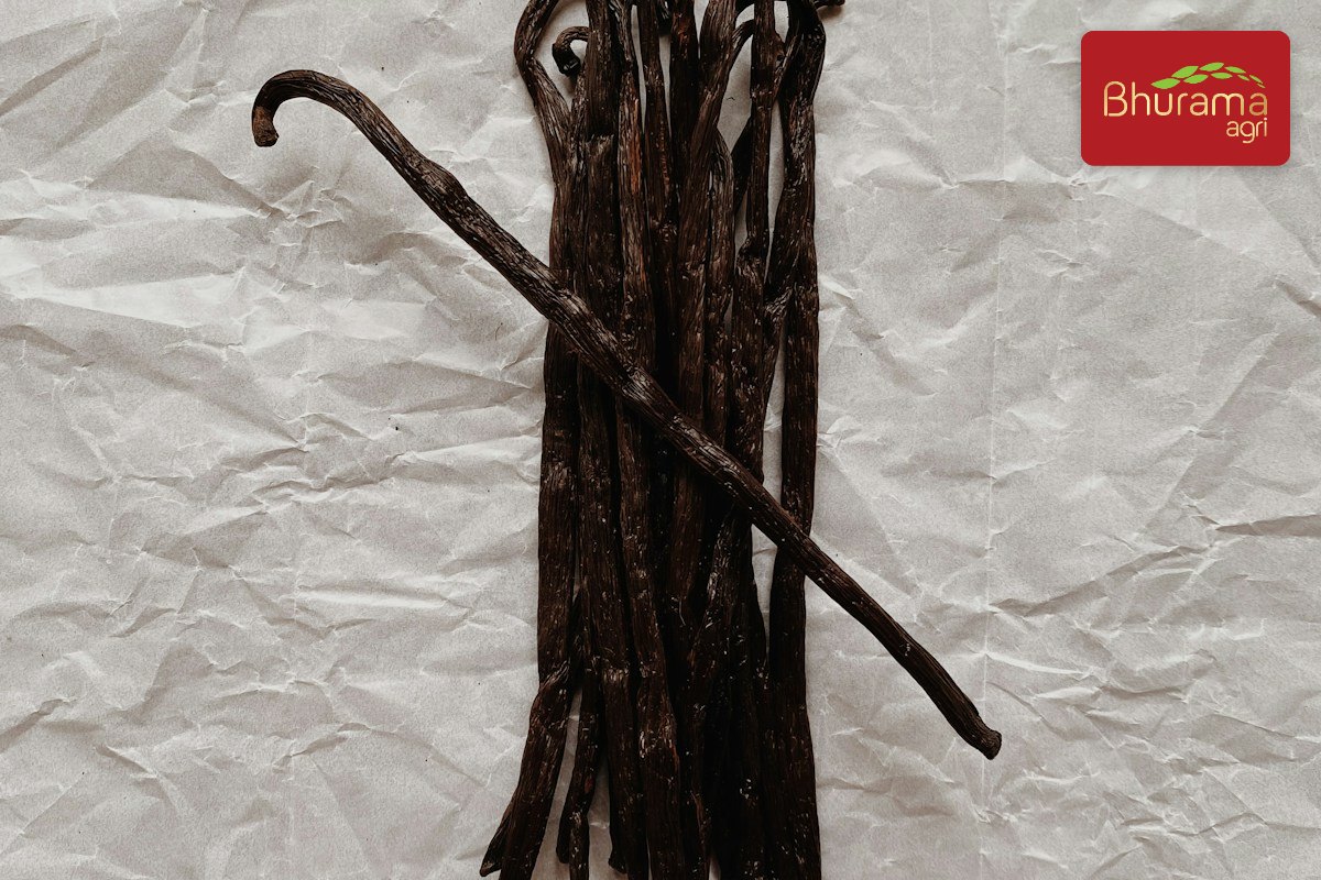 Natural vanilla bean pods used to make vanilla extract